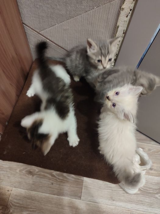 Отдам котят в добрые руки