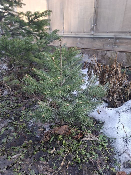 Ели, пихты, кедры