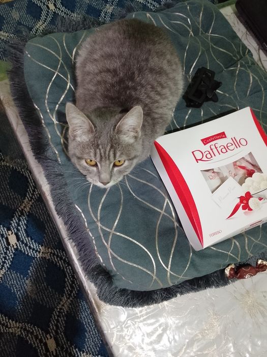 Zotdor mushuk chiroyli