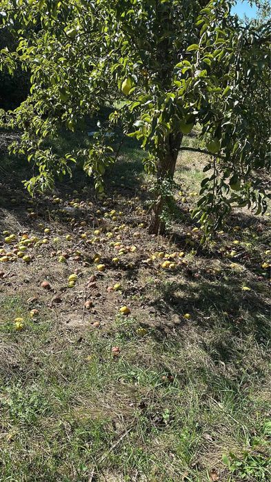 Vand mere pentru suc/tuică 1 leu kg,,,pere pentru suc/tuică 2 lei kg    Detalii in privat sau la 0772101563