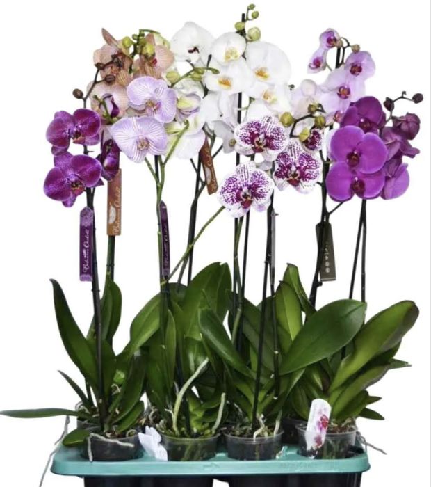 Королевские орхидеи