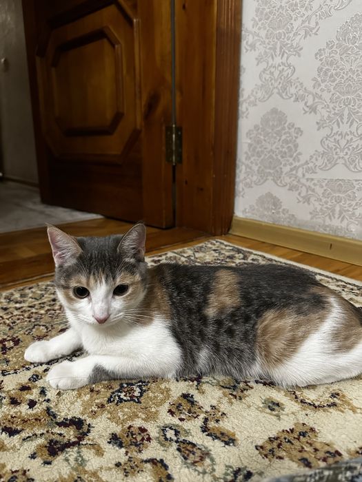 Отдам кошечку даром