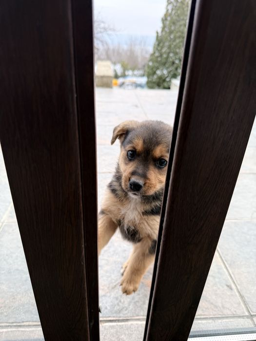 ПОДАРЯВАТ СЕ кученца на 2 месеца