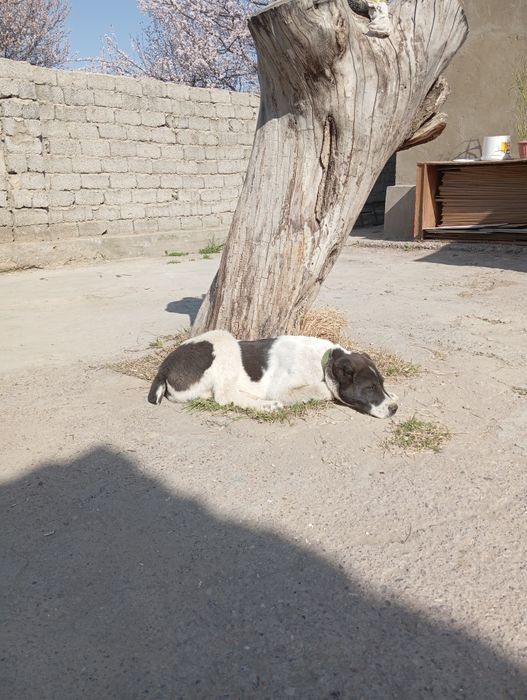 Алабаи кушык 3 айлык