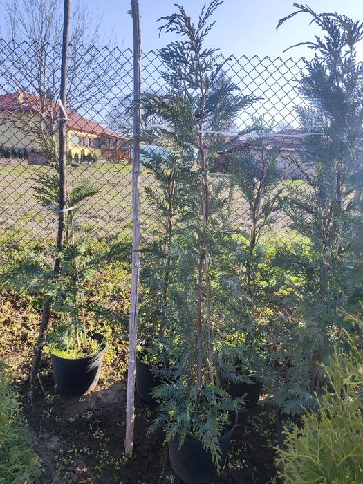 Туя Ауреа Нана , Лейланди , Смарагд !