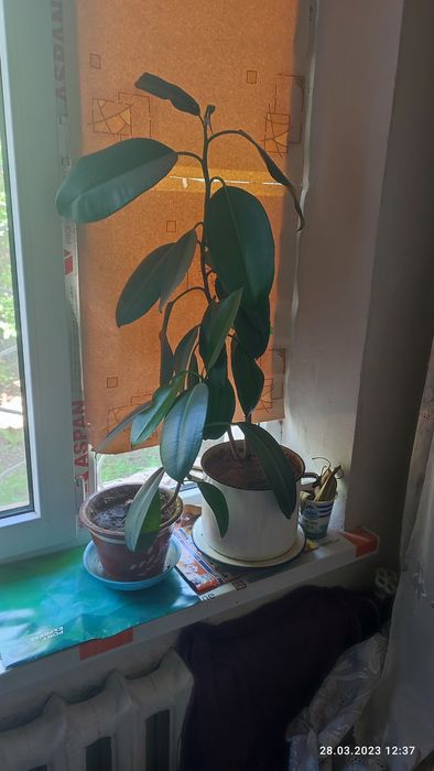 фикус домашний большой