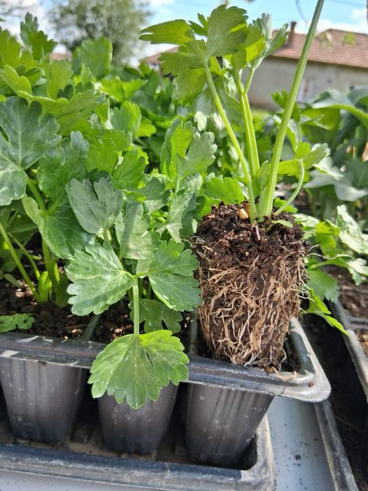 Продавач разсад целина