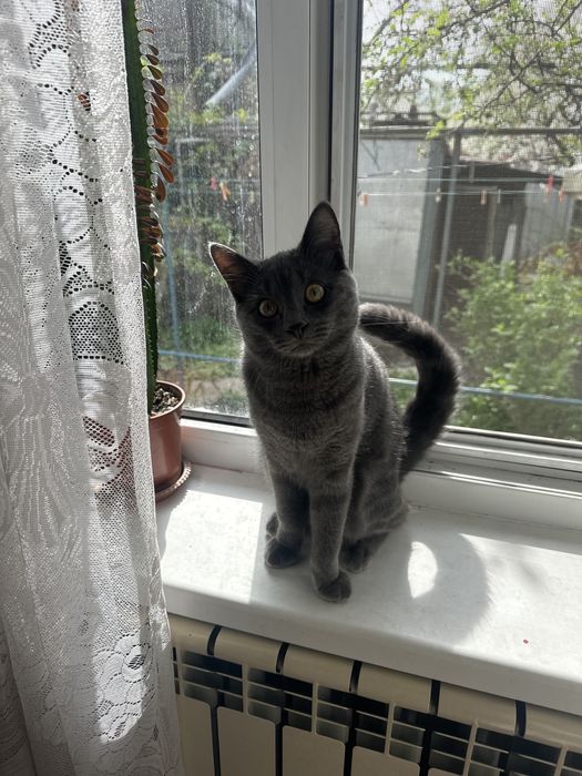 Продам Красивого кота