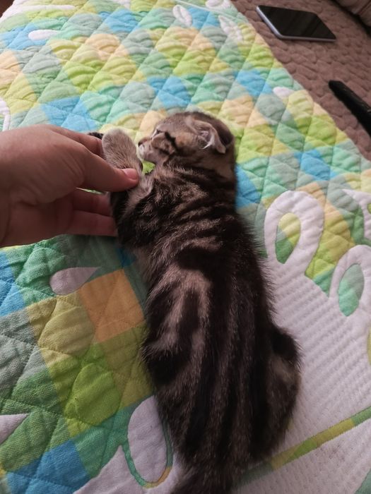 Вислоухие котята мальчики