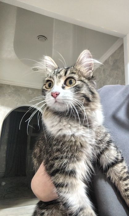 Невероятно красивая кошечка ищет дом