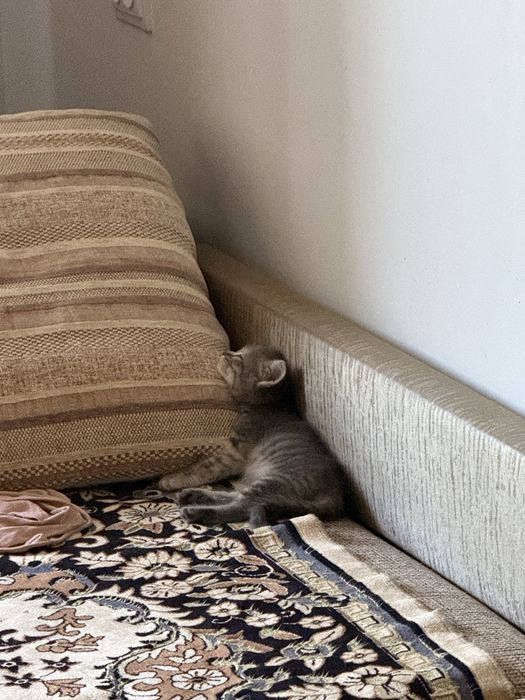 Котенок малчик 1 месяц