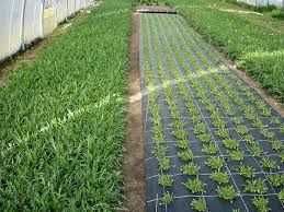 Folie agrotextil PERMEABILA ""  DURATA VIATA 6-7 ANI ""