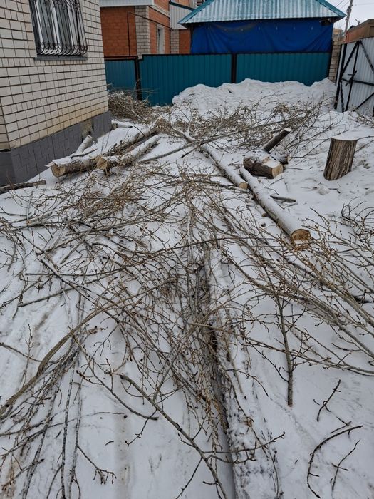 Дрова на топку, молодое дерево