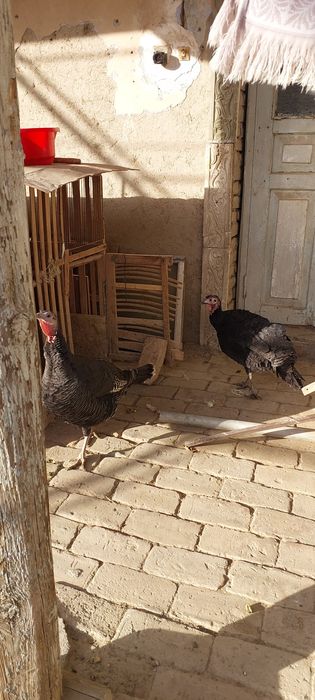 Индук зотли икта