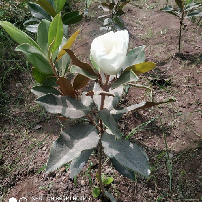 Магнолия гландифлора итальянский