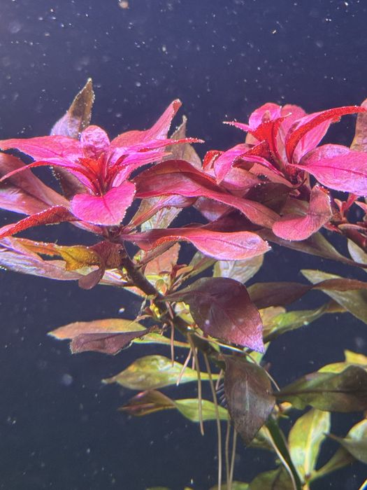 Pachete de plante disponibile