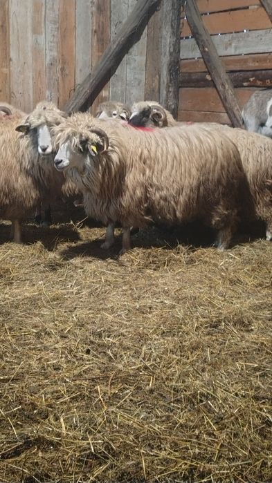 Oi tinere  de vânzare