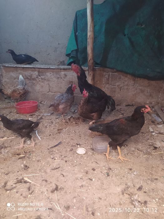 Hama tovuqlar sotiladi