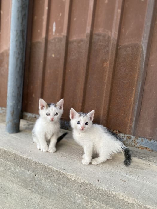Отдам котят в хорошие ручки