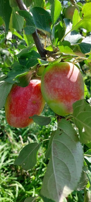Продам дачу 7.5 соток общество " Кристалл"