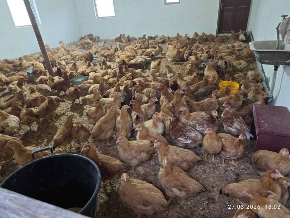 Puicuțe Kabir  5 luni