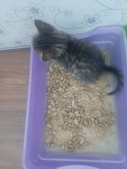 Котёнок мальчик -в добрые руки
