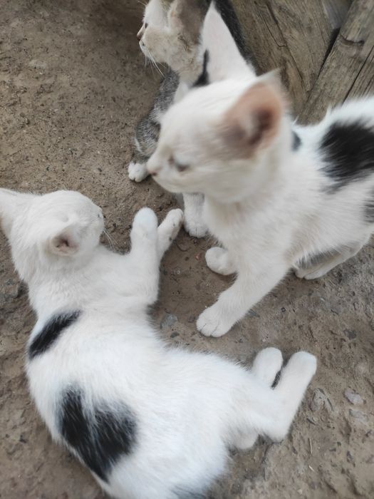 Rus hammomida yalangoch qiz video