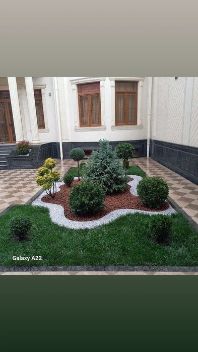 Gazon xar xil köchatla mavjut