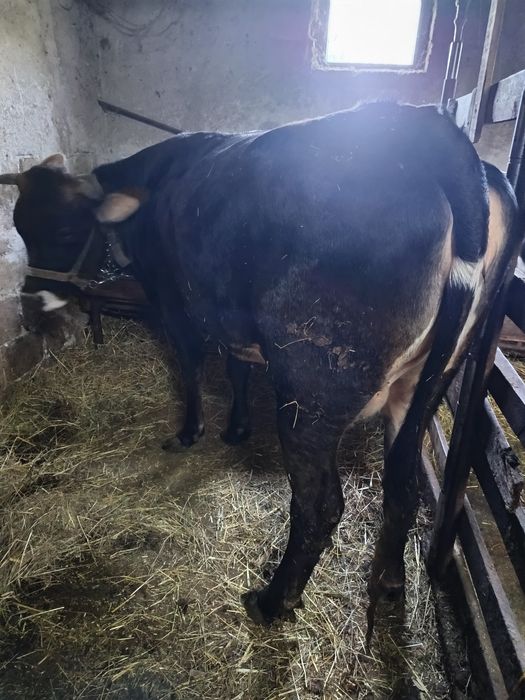 Vând vaca la prima fătare