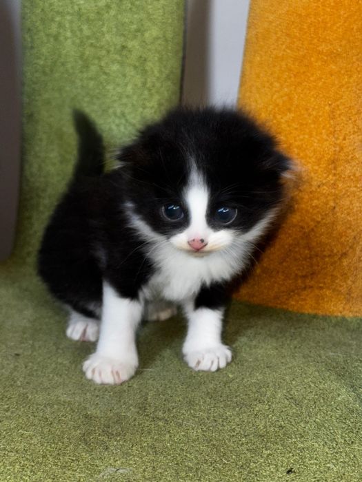 Котенок в хорошие руки