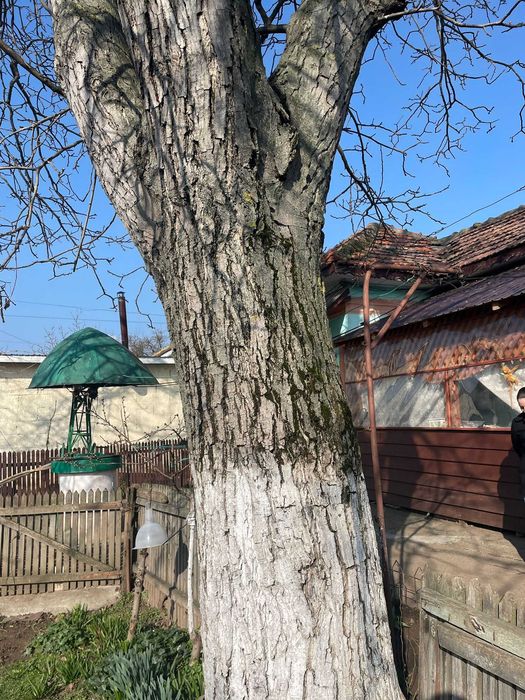 Vand Lemn de nuc ( menționez că trebuie tăiat ) Piatra Olt