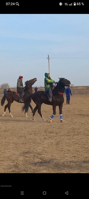 Uloqchi OT sotiladi qora peshana oq