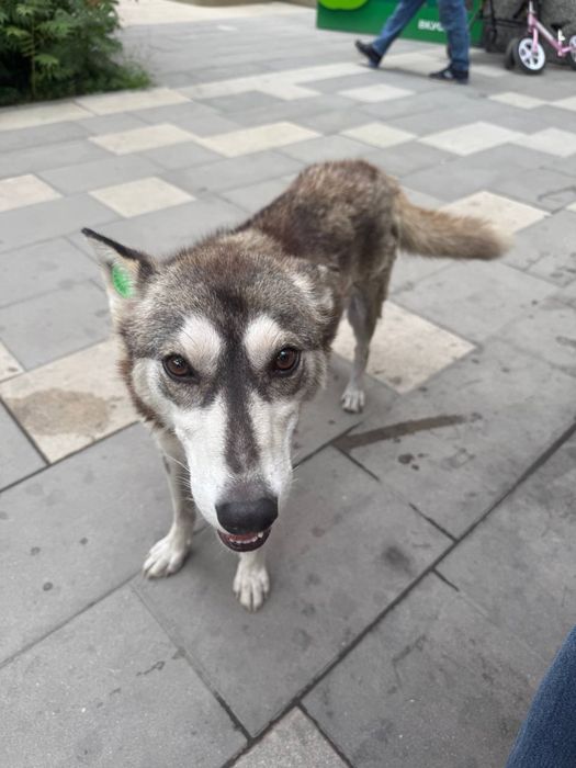 Собака Лайка ищет дом