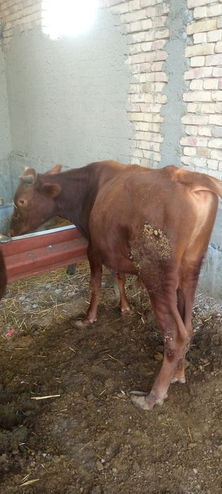 Бука сотилади уйни моли