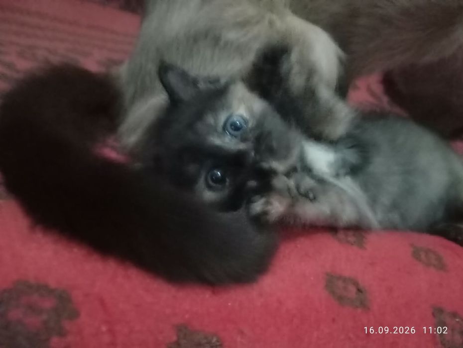 Котенок мальчик месячный