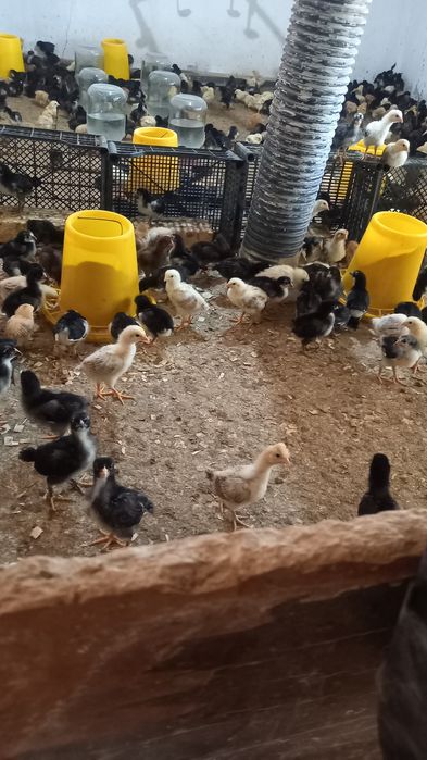 Марксов Саньатбек