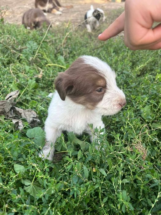 Donam cățeluși metiș