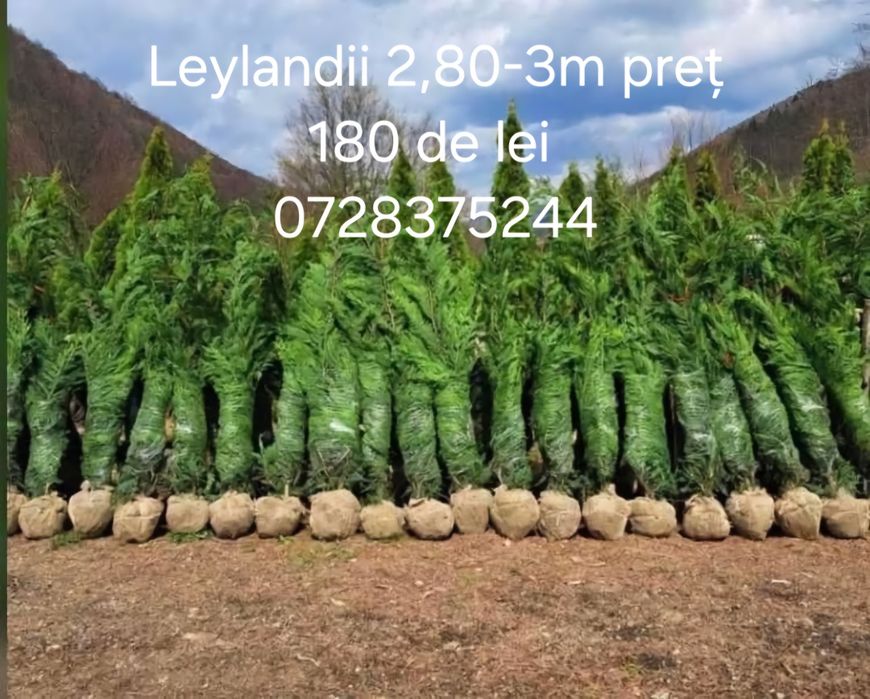 Leylandii chiparos 2m2,50 3m