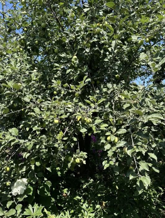 Продам дачный участок с домиком