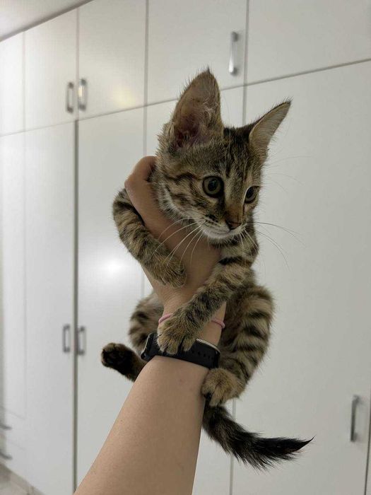 Бенгальский котенок