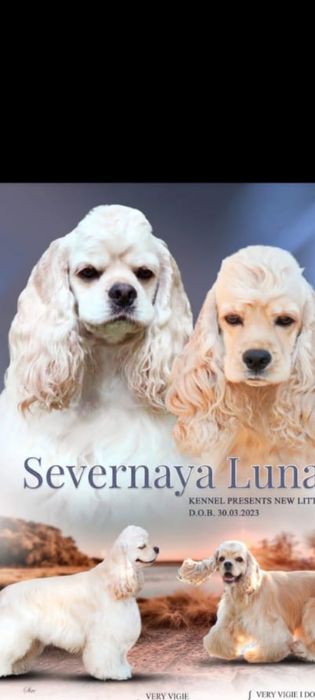 Американский кокер спаниель щенки.