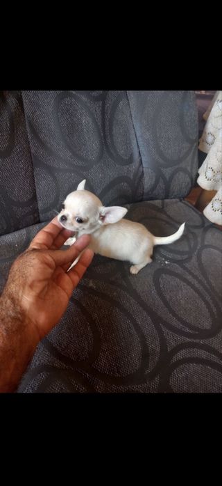 Мини чихуахуа.