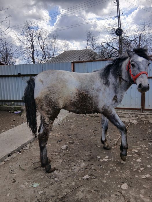 Vând mânză de 10 luni