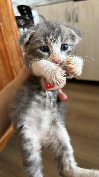 Шотландская вислоуха мальчик