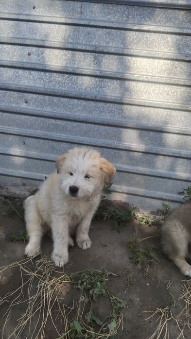 Отдам бесплатно щенка