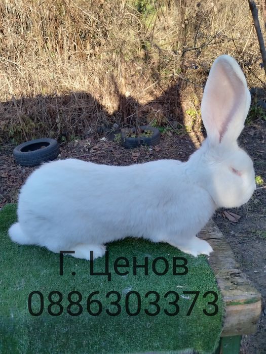 Продавам зайци  великани