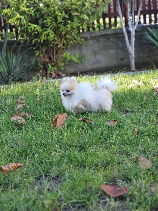 Pomeranian Femelă