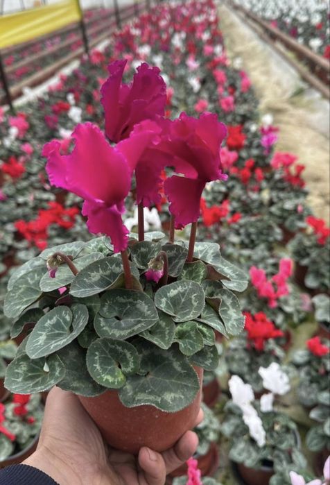 Цикламен, роза .