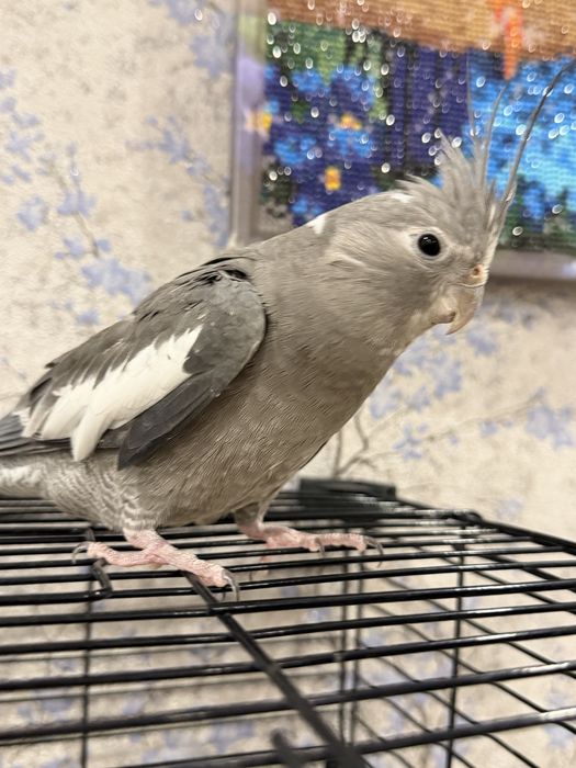 Попугай Корелла безщёкая