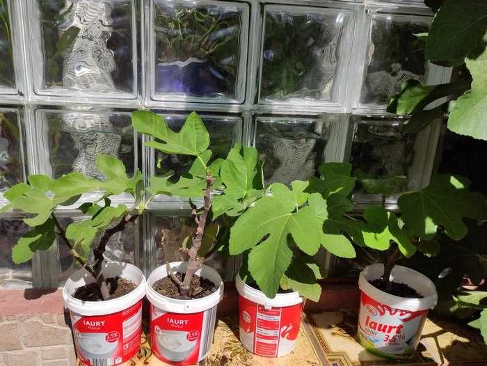 Pui de Smochin - Ficus Carica